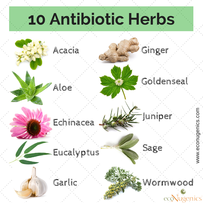 Infographic 10 Antibiotic Herbs ecoNugenics Blog