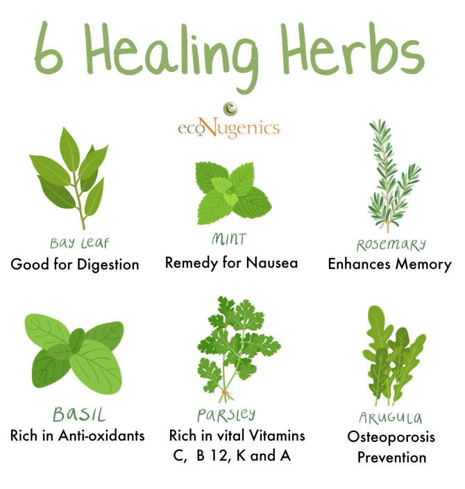 6 Healing Herbs | ecoNugenics Blog